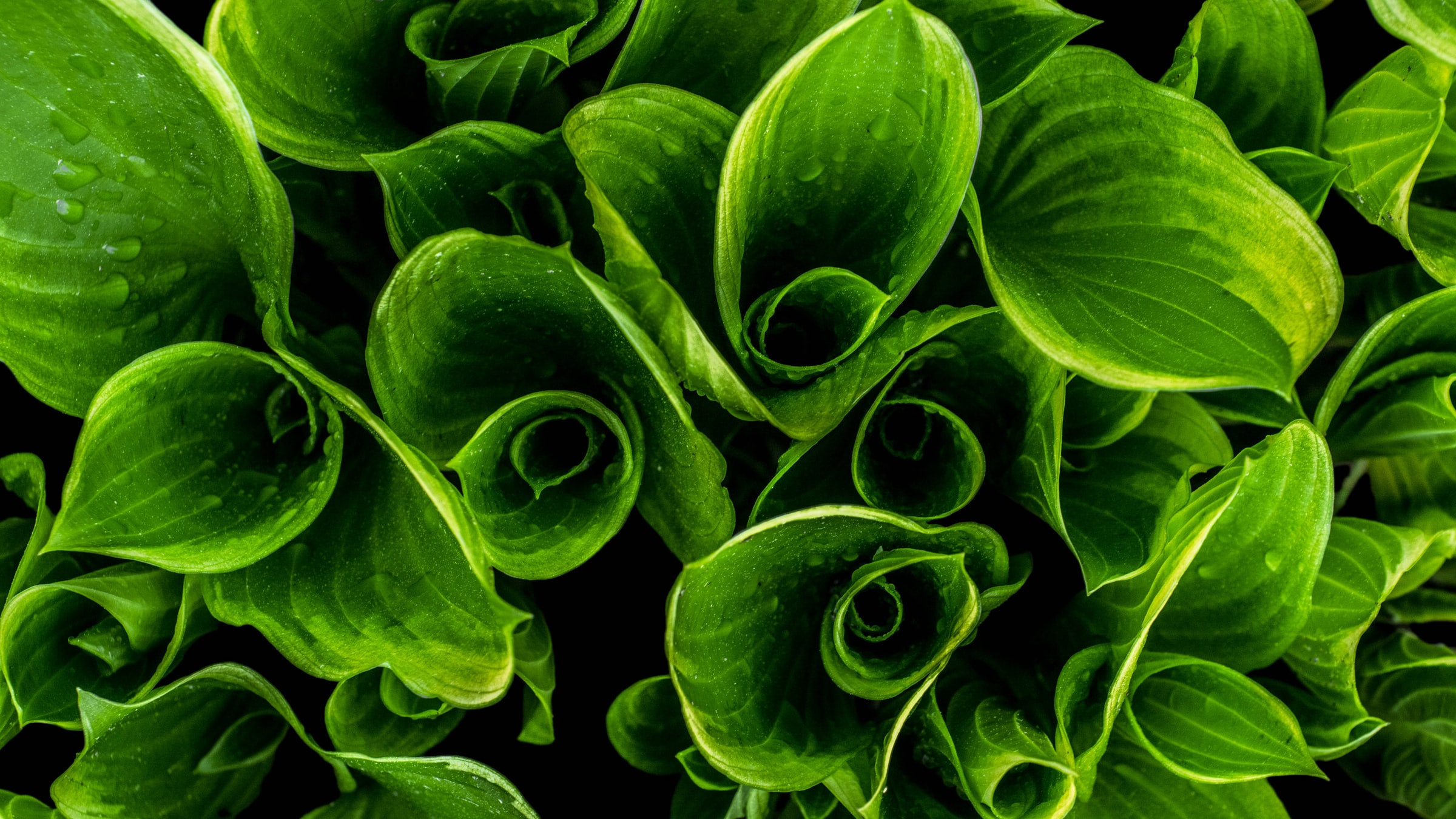 成人現代芭蕾